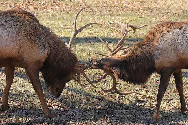 Two Male Elk Bulls Fight Domination Forest — Stock Photo, Image