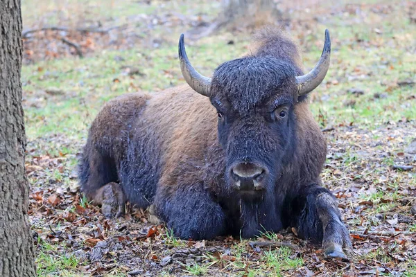 Closeup Bison Wild Nature — Stock Photo, Image