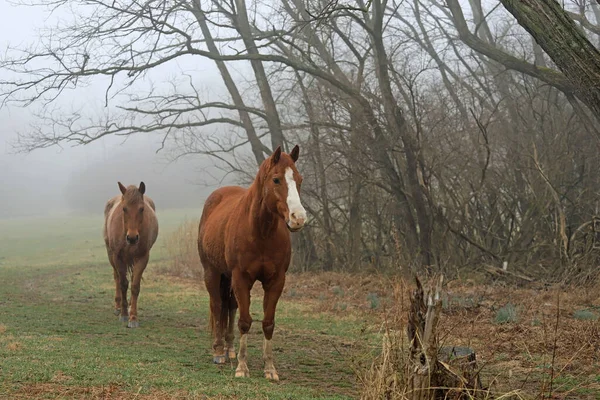 Tepede iki at, ağaçlar ve çimlerle sisli bir sabah.