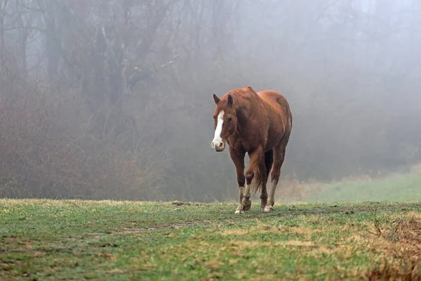 Tepede atlar, ağaçlar ve çimlerle sisli bir sabah.
