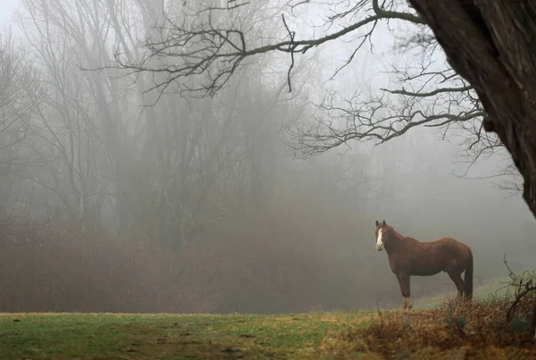 Tepede atlar, ağaçlar ve çimlerle sisli bir sabah.