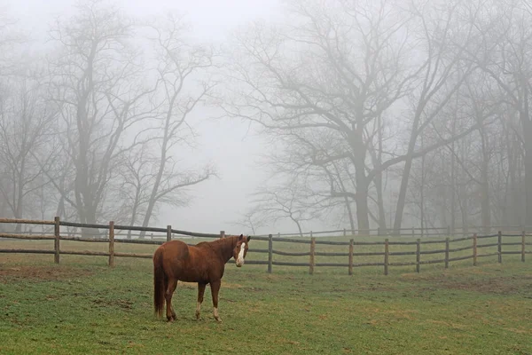 Mañana Brumosa Con Caballo Árboles Hierba Colina — Foto de Stock