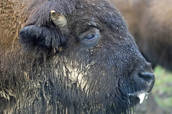 Closeup Bison Wild Nature — Stock Photo, Image