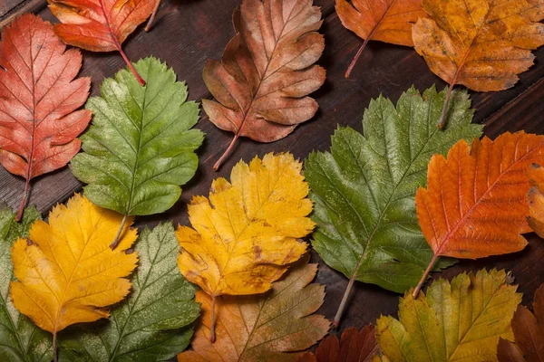 Hojas de otoño sobre fondo de madera viejo —  Fotos de Stock