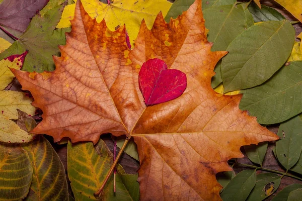 Hojas de otoño sobre fondo de madera viejo —  Fotos de Stock