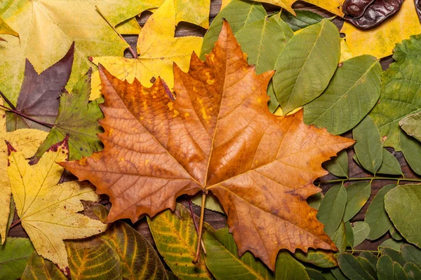 Herbstblätter über altem Holzgrund — Stockfoto