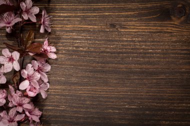 kiraz çiçekleri bahar