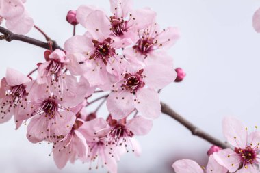 kiraz çiçekleri bahar