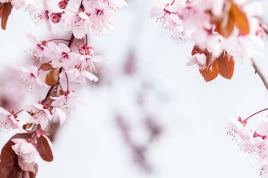 kiraz çiçekleri bahar