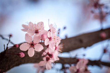 kiraz çiçekleri bahar