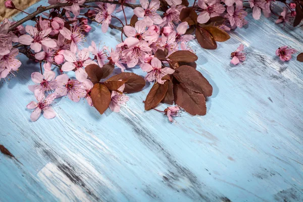 Cherry blossom on rustic wooden backkground — Stock Photo, Image