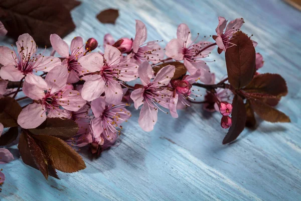 Cherry blossom on rustic wooden backkground — Stock Photo, Image