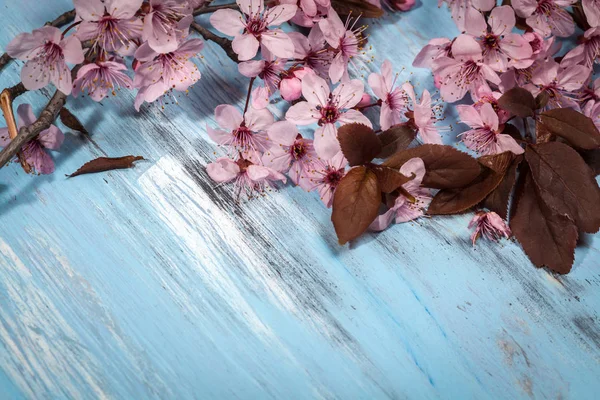 Cherry blossom on rustic wooden backkground — Stock Photo, Image