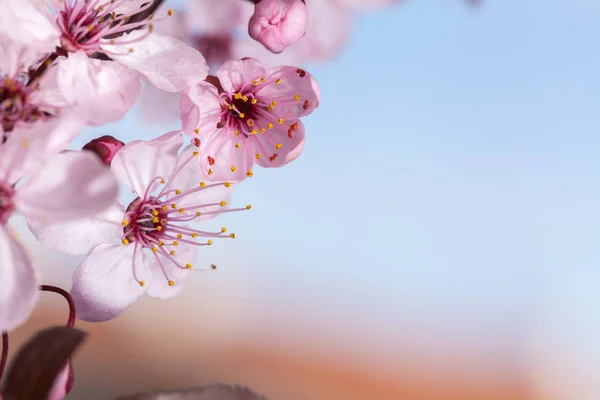 Flores de cereja de primavera — Fotografia de Stock