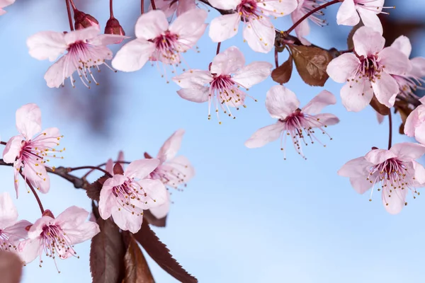 春の桜の花 — ストック写真