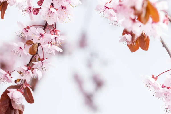 Flores de cereja de primavera — Fotografia de Stock