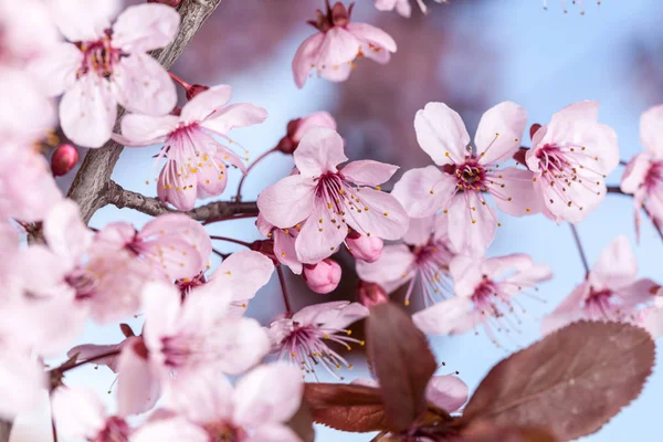 Flores de cereja de primavera — Fotografia de Stock