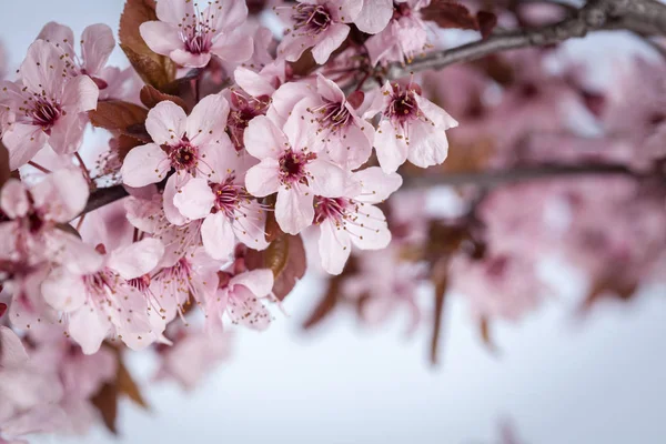 Spring cherry blossoms — Stock Photo, Image