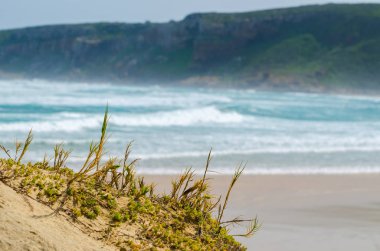 Robberg doğa Rezervatı ' Bahçe rota, Güney Afrika