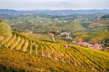Langhe wineyards hills, Piedmont İtalya. Barolo, Barbaresco, arneis üzüm bağları, bağcılık