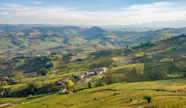 Langhe wineyards hills, Piedmont İtalya. Barolo, Barbaresco, arneis üzüm bağları, bağcılık