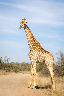 Güney Afrika zürafa, Kruger park