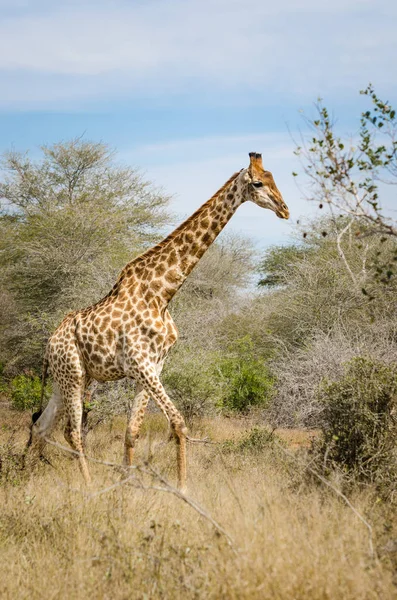 Καμηλοπάρδαλη, Kruger park Νότια Αφρική — Φωτογραφία Αρχείου