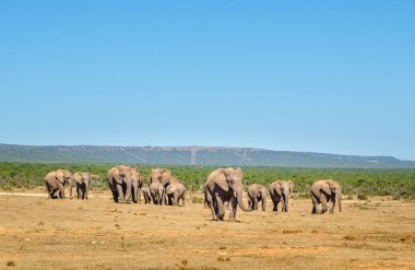 Filler, Addo filler Park, Güney Afrika