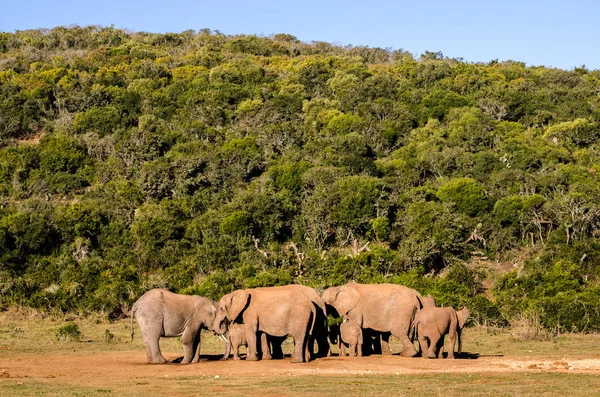 Elefantes, parque de elefantes Addo — Fotografia de Stock