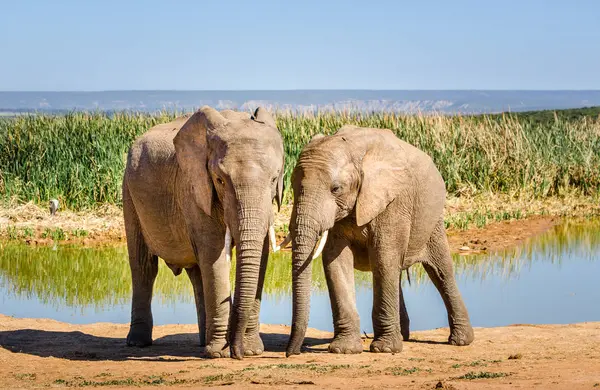 Elefantes, parque de elefantes Addo — Fotografia de Stock