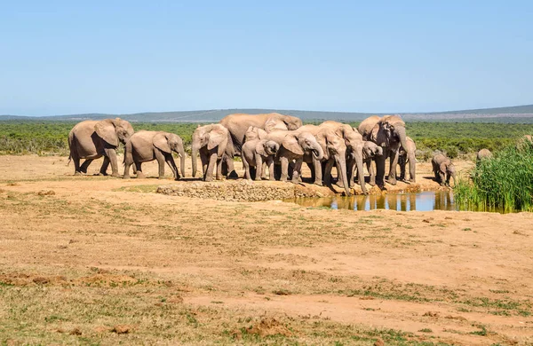 Elefantes, parque de elefantes Addo, África do Sul — Fotografia de Stock