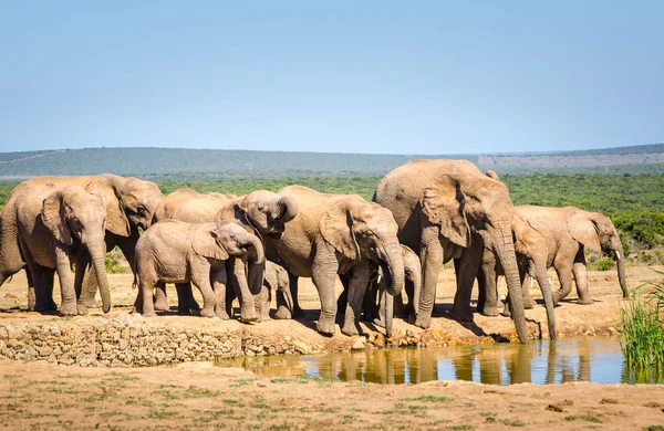 Elefantes, parque de elefantes Addo, África do Sul — Fotografia de Stock