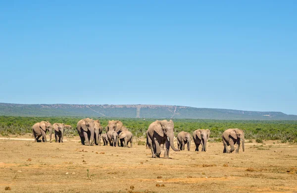 Elefantes, parque de elefantes Addo, África do Sul — Fotografia de Stock