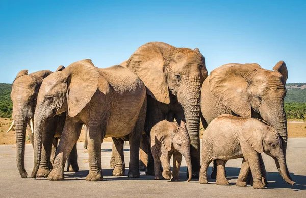 Elefantes, parque de elefantes Addo, África do Sul — Fotografia de Stock