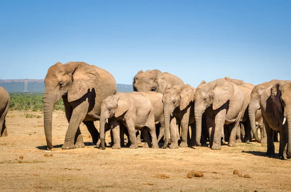 Слоны, Addo Elephants Park, ЮАР — стоковое фото