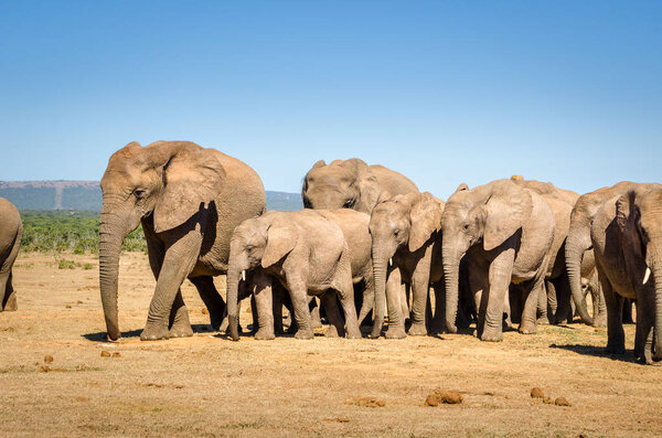 Elephants herd, Addo elephants park near Port Elizabeth, South Africa safari animals