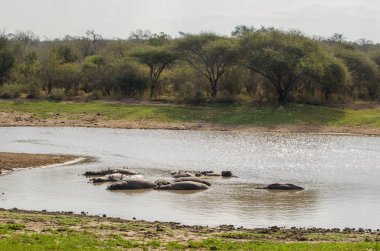 Su aygırı, suaygırları, Kruger National Park, Güney Afrika