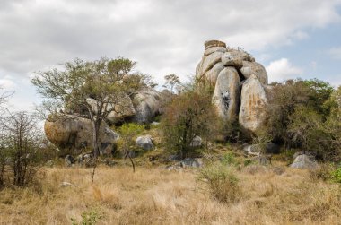 Kruger National Park, savannah. Güney Afrika