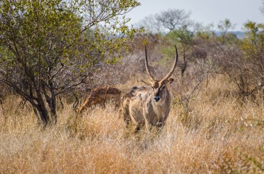 Karaca, Waterbuck, Kruger National Park Güney Afrika 