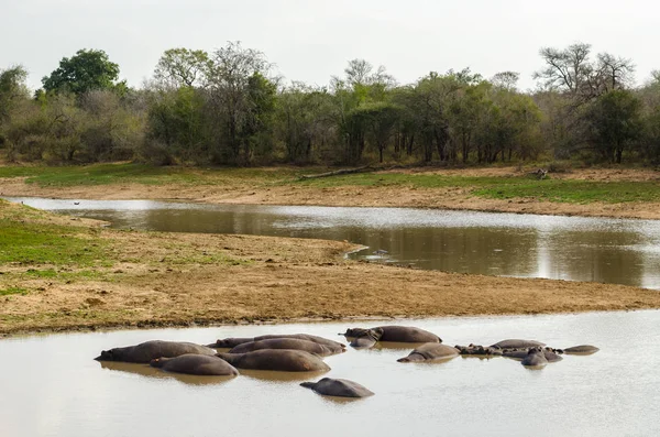 Hippopótamo, hipopótamos, Parque Nacional Kruger, África do Sul — Fotografia de Stock