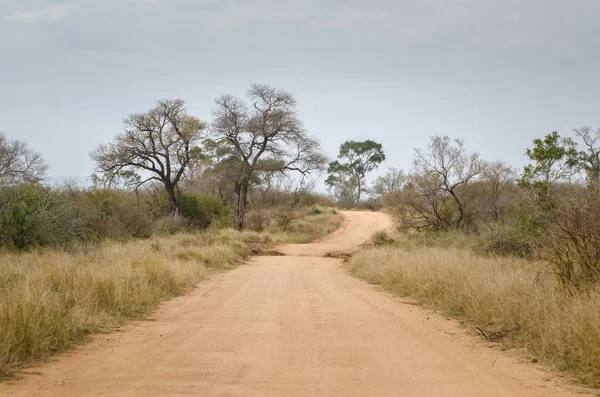Kruger National Park safari, toprak yol. Güney Afrika