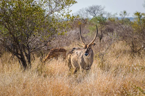 Національний парк Крюгер антилопи, Waterbuck, Південна Африка — стокове фото