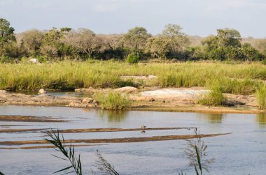 Kruger National Park peyzaj, Olifants river, Güney Afrika