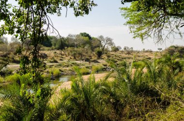 Kruger National Park peyzaj, Olifants river, Güney Afrika