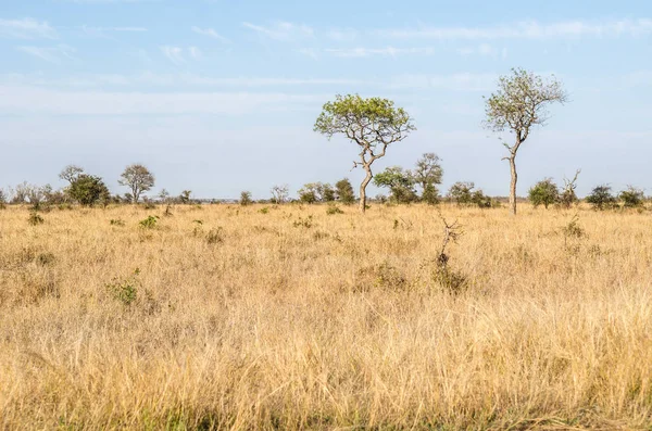 Kruger National Park, savannah. Güney Afrika