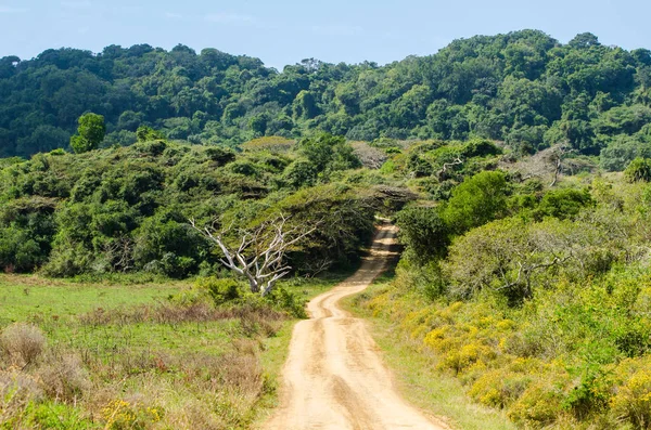 Isimangaliso Sulak alan park, Bahçe rota, Güney Afrika. 