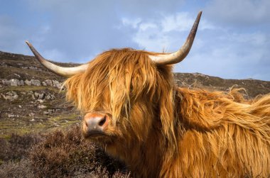 Highlands, İskoç inek İskoçya İngiltere