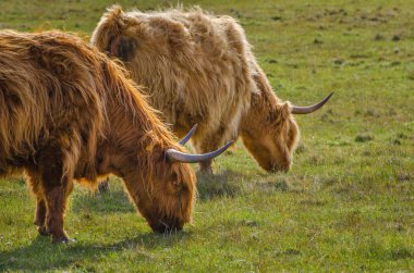 Highlands, İskoç inek İskoçya İngiltere