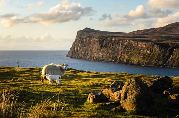 İskoçya cliff manzara, Isle of skye. Büyük Britanya