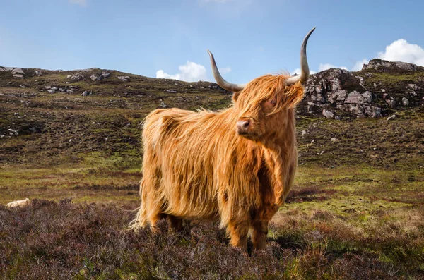 Highlands, İskoç inek İskoçya İngiltere